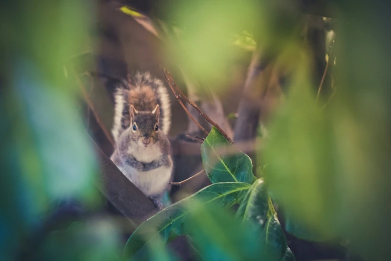 small animal on a tree limb in motion blurry