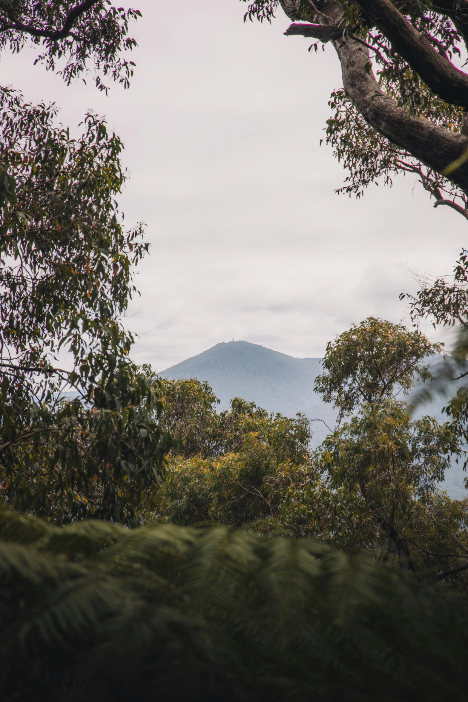 there are mountains behind trees and plants with clouds above