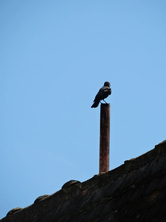 a black and grey bird on a wooden post