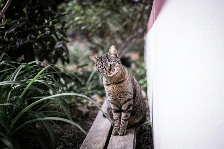 a cat sitting on the side of a wooden bench next to some bushes