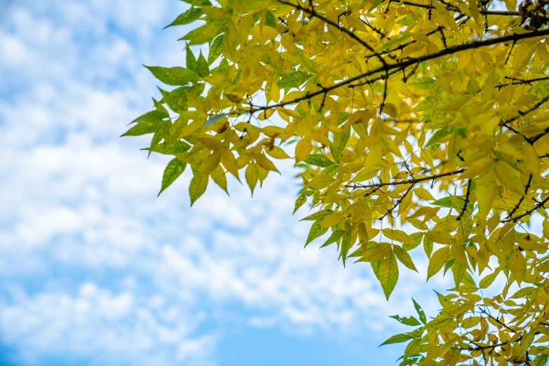 a blue sky, with some clouds and yellow leaves on the nches