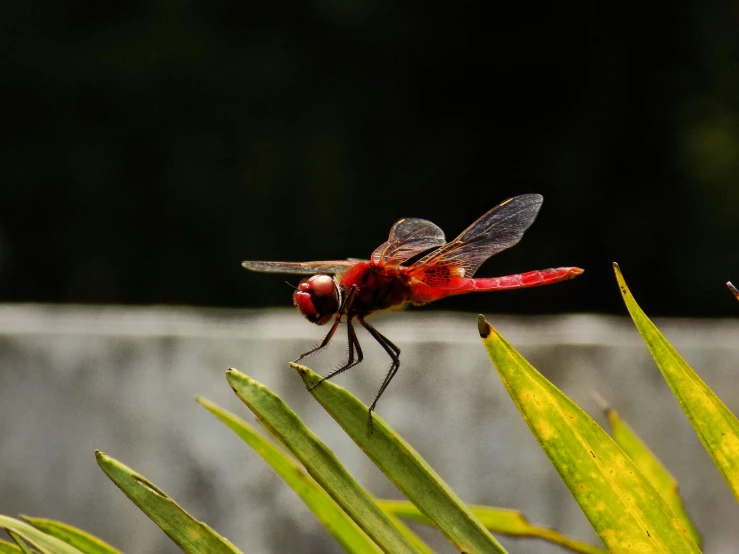 a red dragonfly sits on a green plant