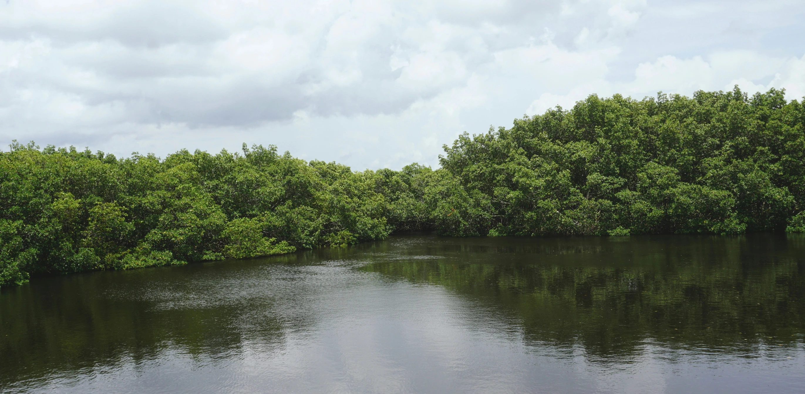 water surrounded by a large group of trees