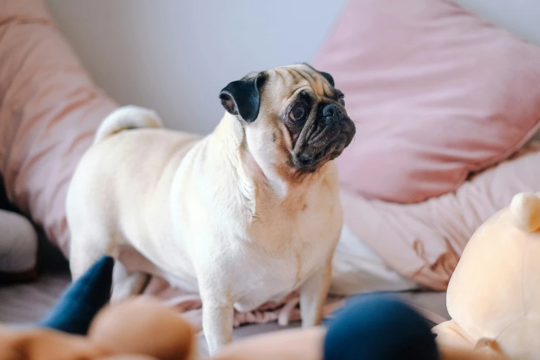 the small dog is standing near stuffed animals