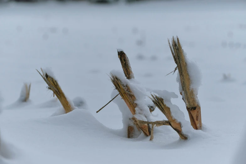 there is snow on the tall grass in the field