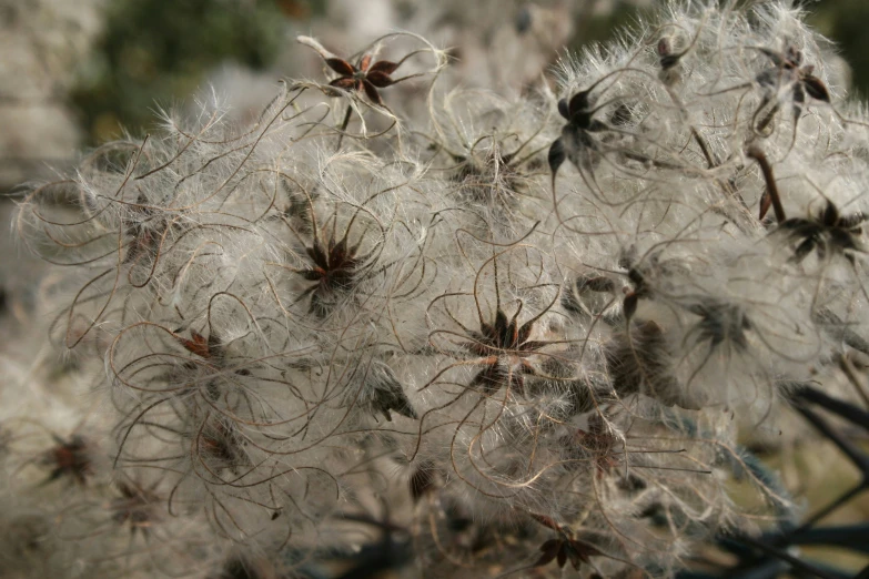 flowers are white with tiny, brown and black petals