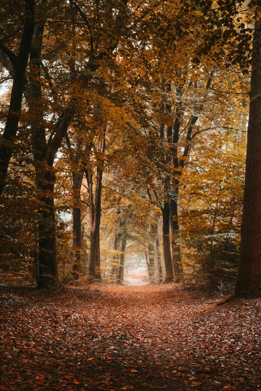 a leaf strewn path leading through a forest