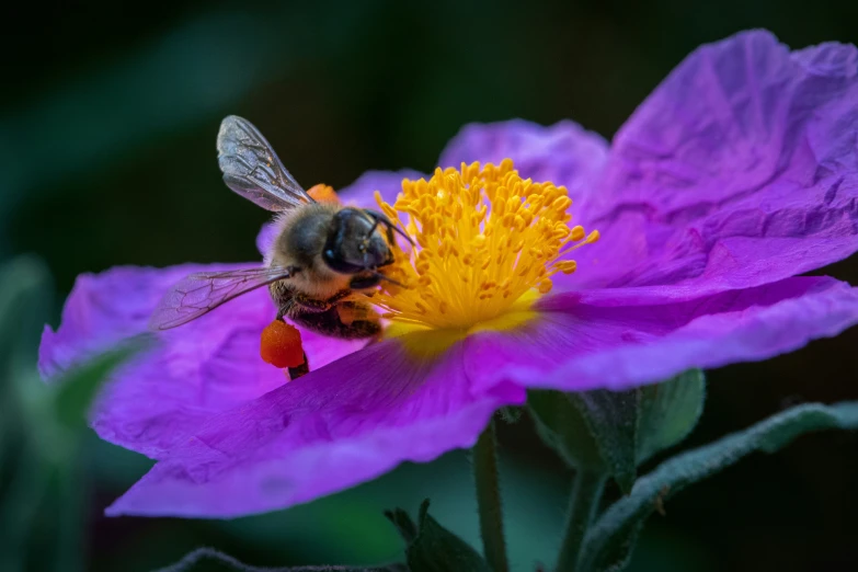 a bee sits on the center of a purple flower