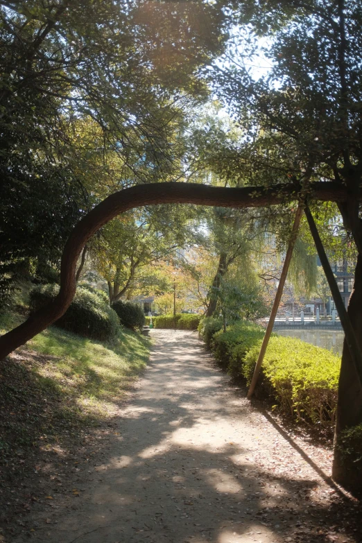 a road that runs under several trees