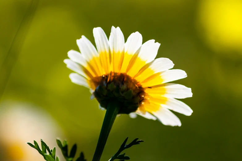 the sun shining on the flower with no petals