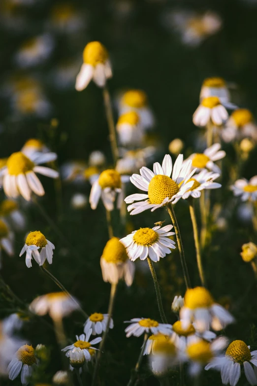 some daisies with their petals yellow and white