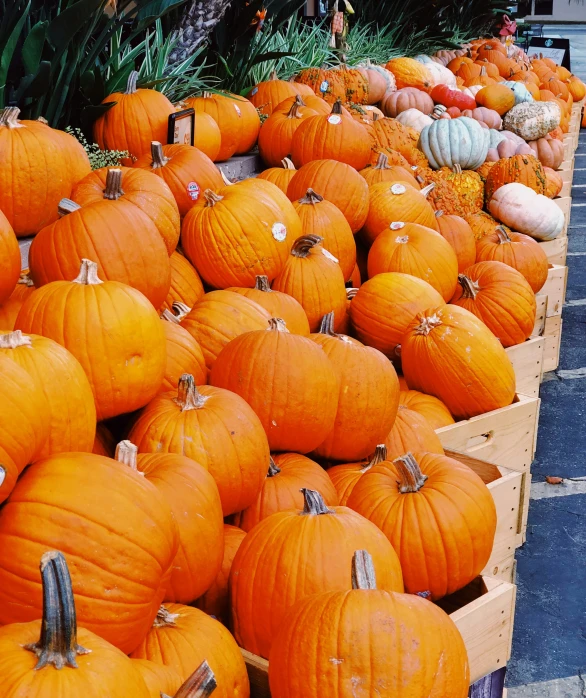 pumpkins are lined up at an outdoor stand