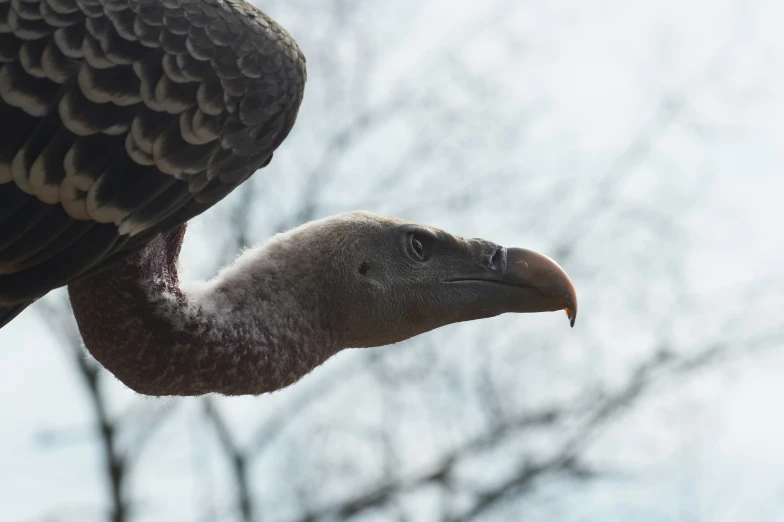 the bird has its head on the arm of another bird