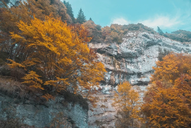 trees with orange leaves in front of a cliff