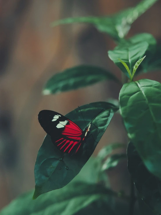 a colorful erfly perched on top of a green leaf