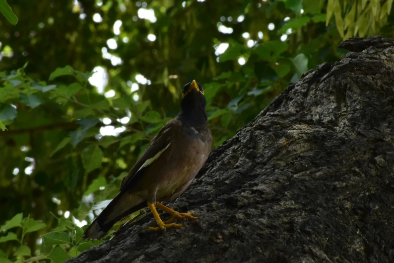 there is a bird standing on the tree