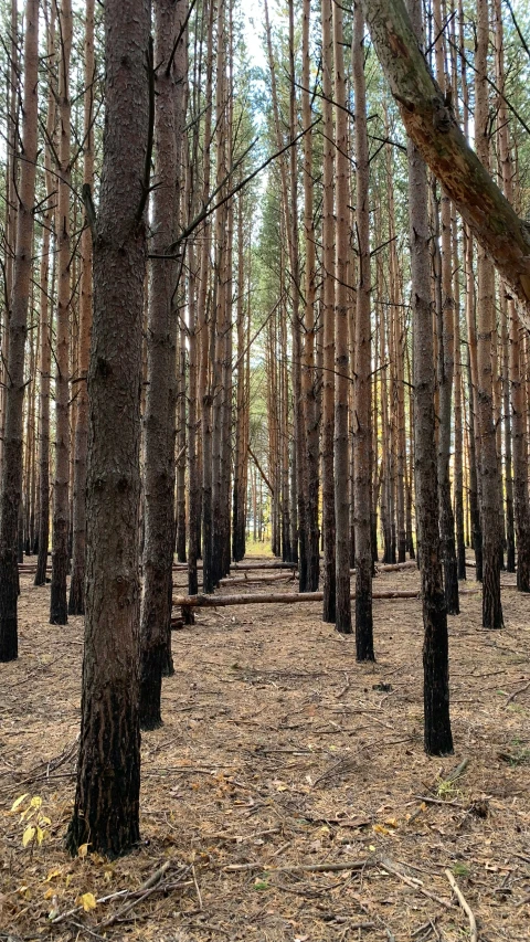 a large wooded area with many trees