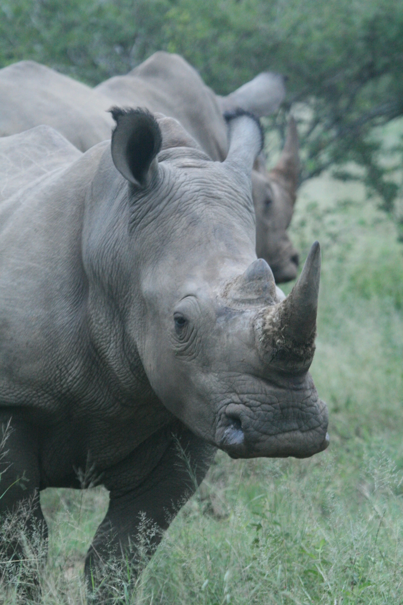 some rhinos that are walking in the grass