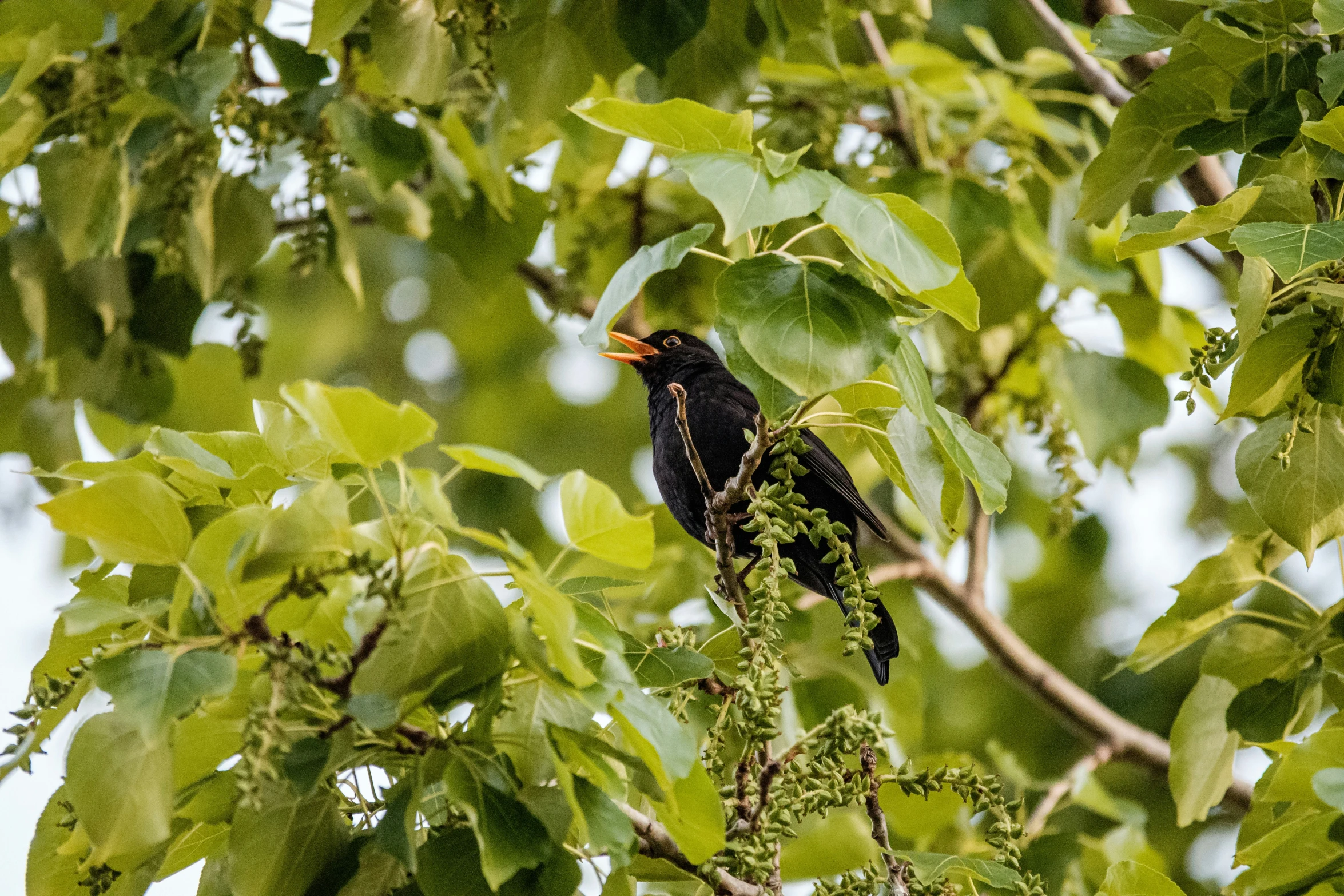 a black bird that is sitting on a nch in a tree