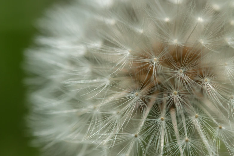 a dandelion sitting next to a small green plant