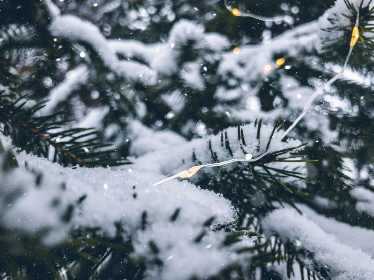 a snowy pine tree with some nches that have already been cut down