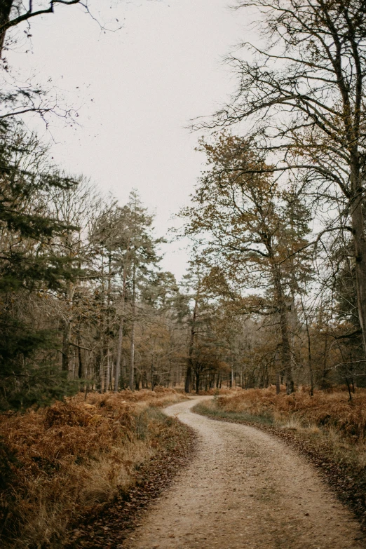 a dirt road with trees in the background