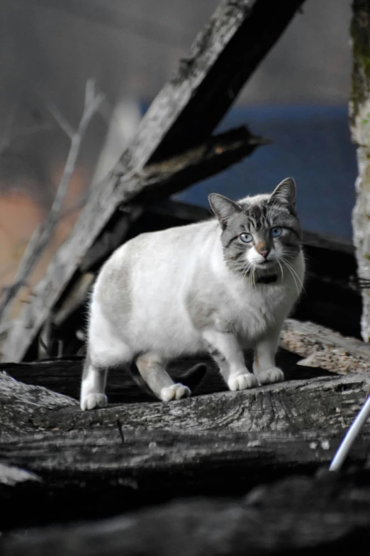 a cat that is walking around on some wood