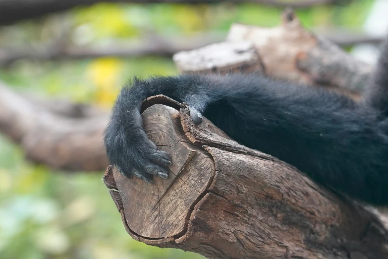 a black animal sleeping on a tree nch