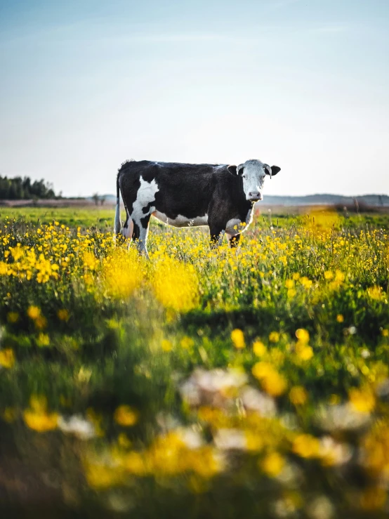 a black and white cow standing in a yellow field