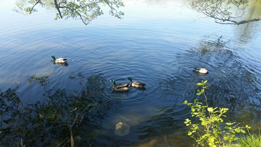 four ducks are swimming in the lake together