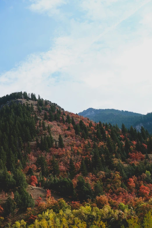 the mountains are filled with trees and leaves