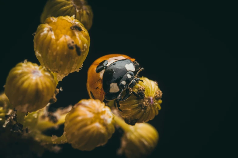 a lady bug sitting on top of a yellow flower