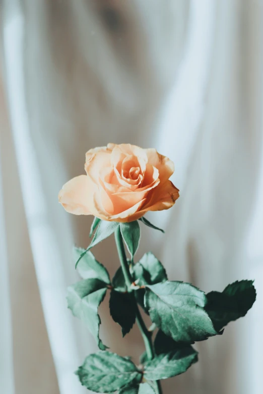 a single flower with long stems in a vase