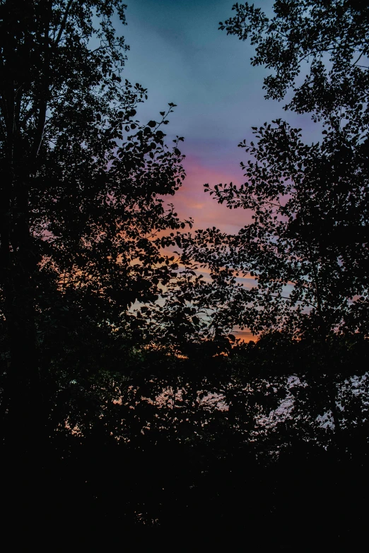 the sky is mostly obscured by the trees