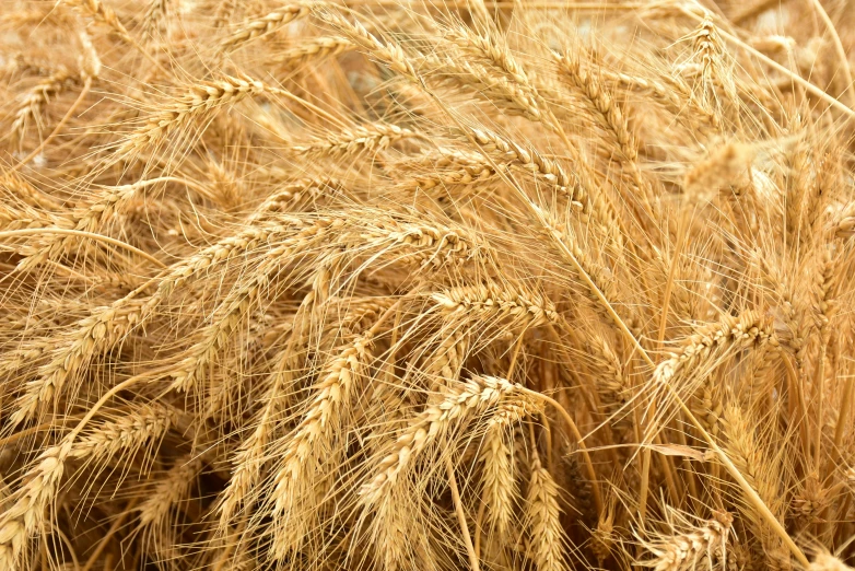 a wheatfield is still full of grain