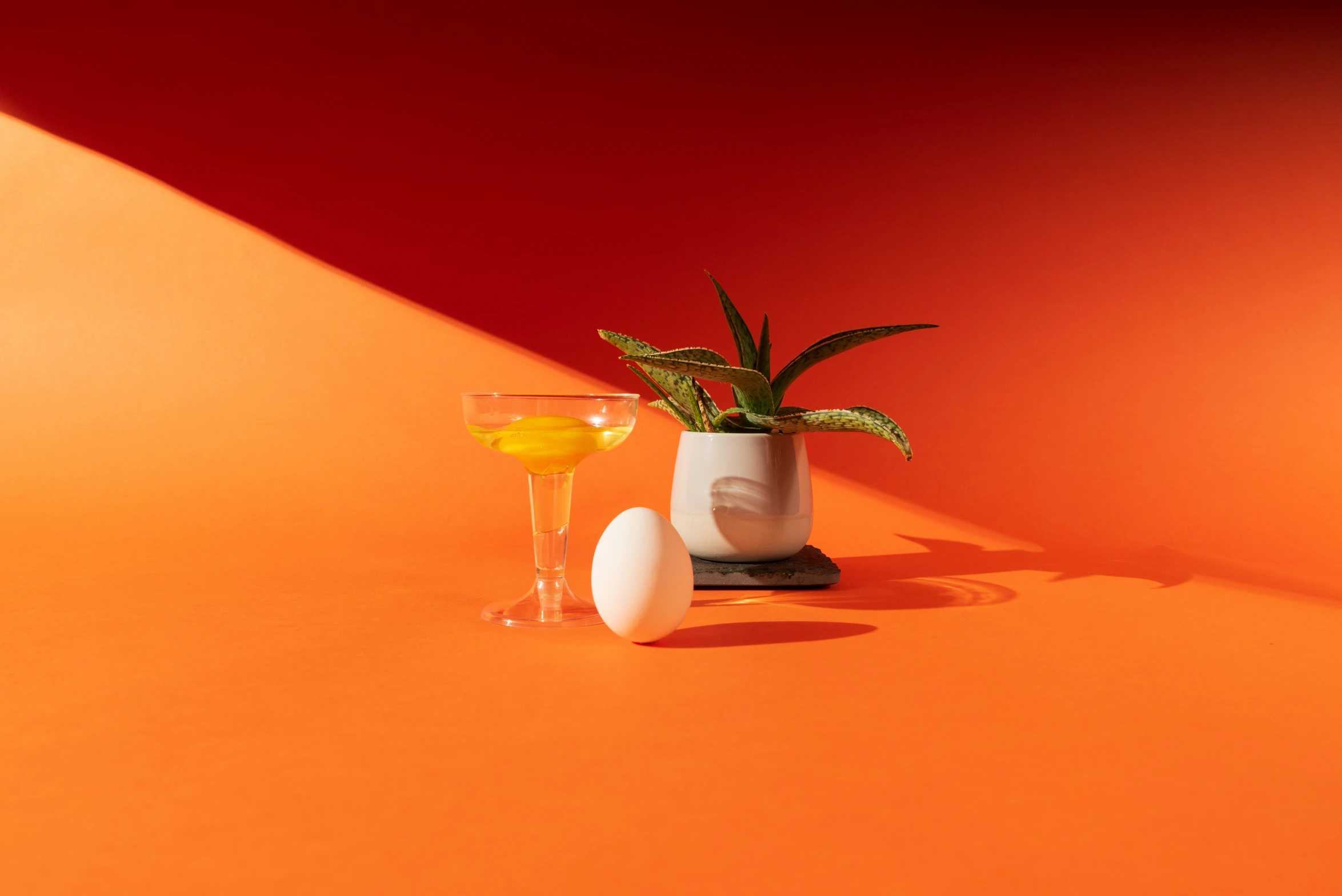 an orange background with oranges and a small vase and plant