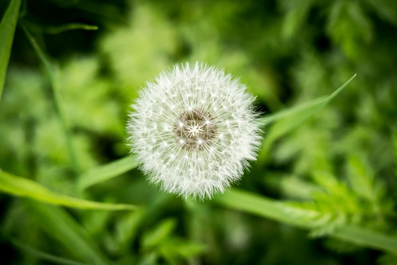 the seeds on the flower look like they are falling off