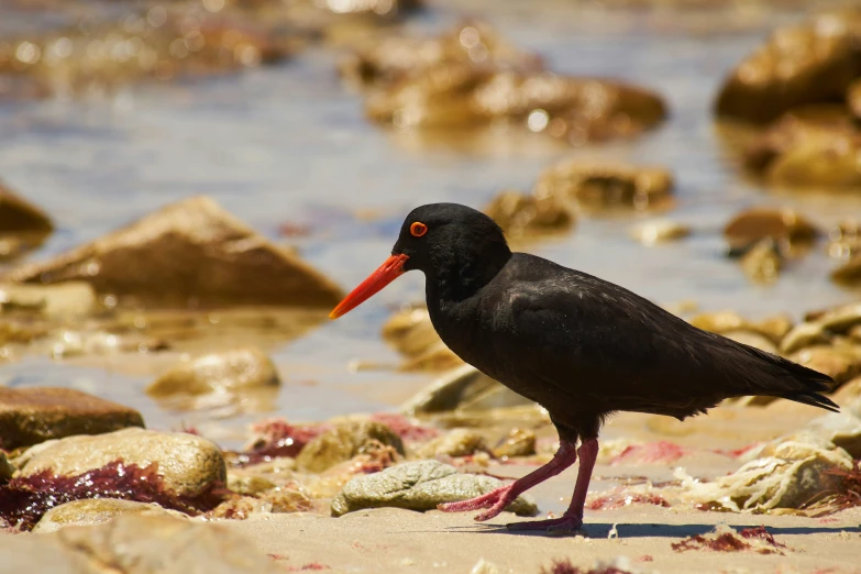a small black bird with a bright red beak