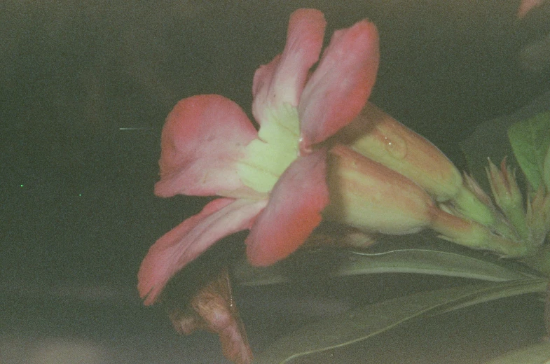 a picture of a flower that is on a table