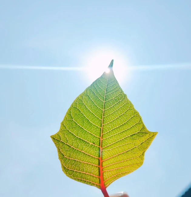 the underside of a leaf, with sunlight shining through it