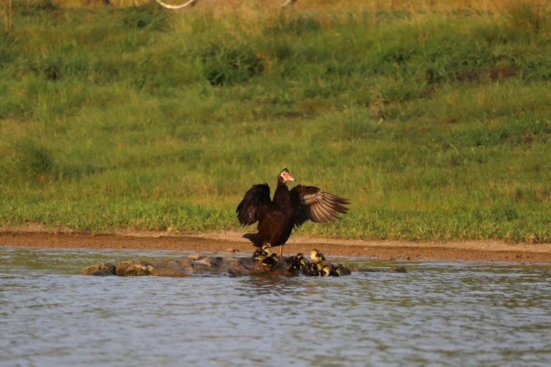 a bird is standing on some rocks in the water