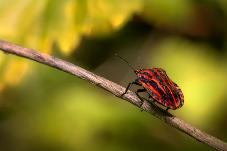 red and black bug with thin wings on a nch