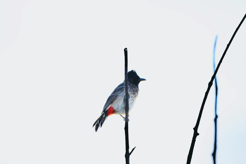 there is a small bird perched on top of a nch