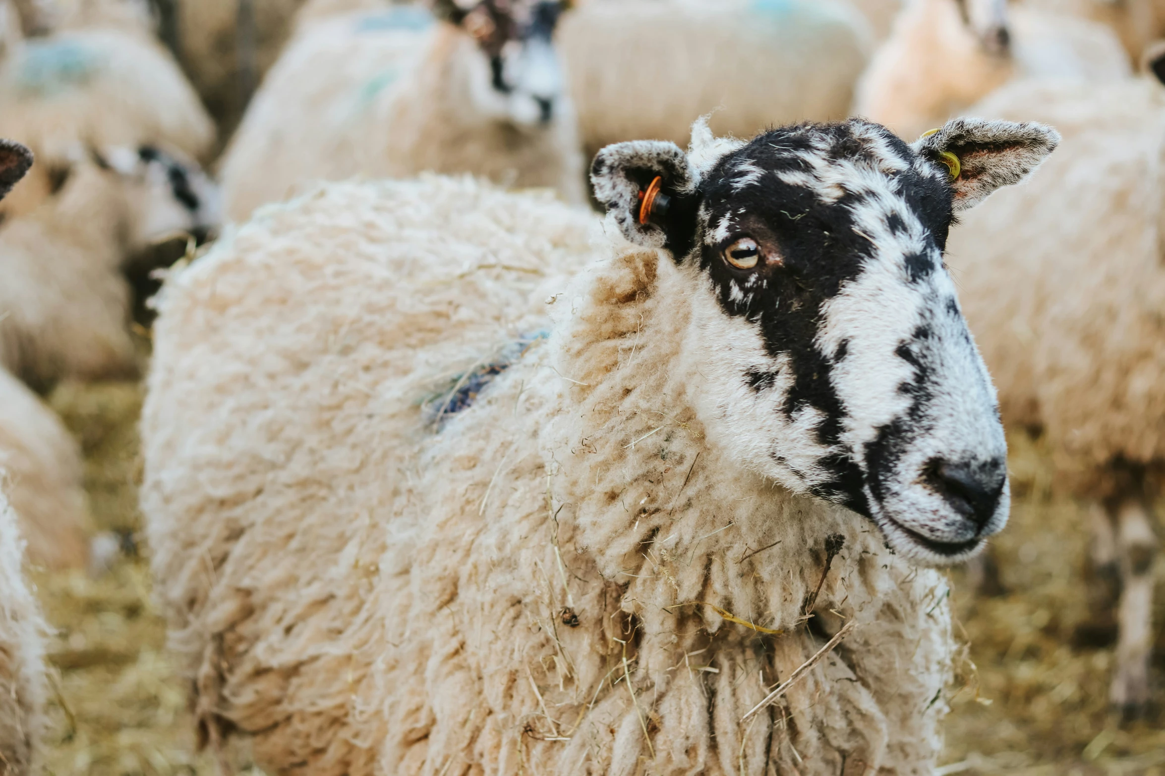 a sheep with blue marks on its face stands among other sheep