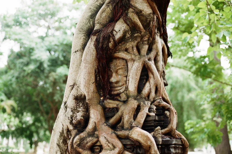 this is a tree with its roots growing down