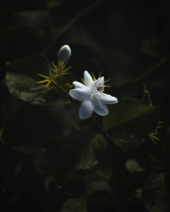 a close up of some kind of white flower