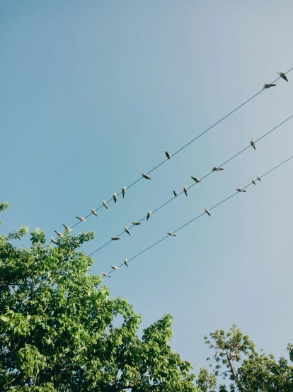 birds are sitting on wires by the trees