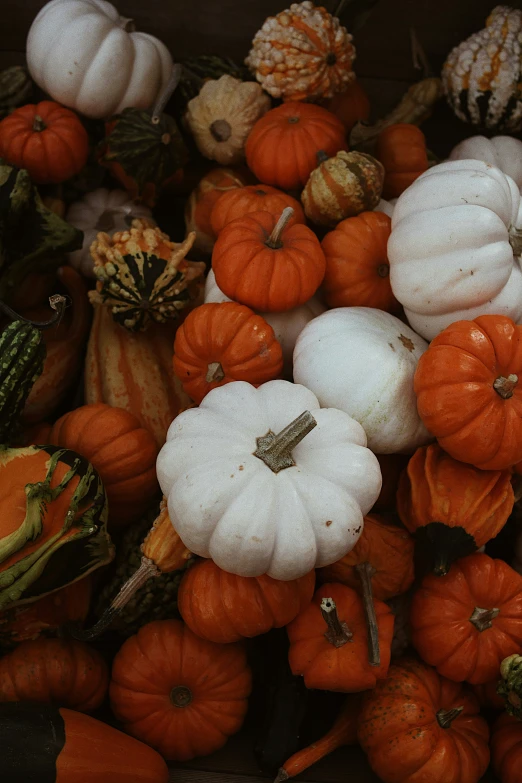 a display of white pumpkins are displayed