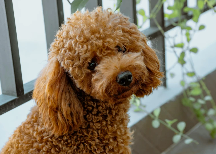 a furry poodle is standing on the stairs