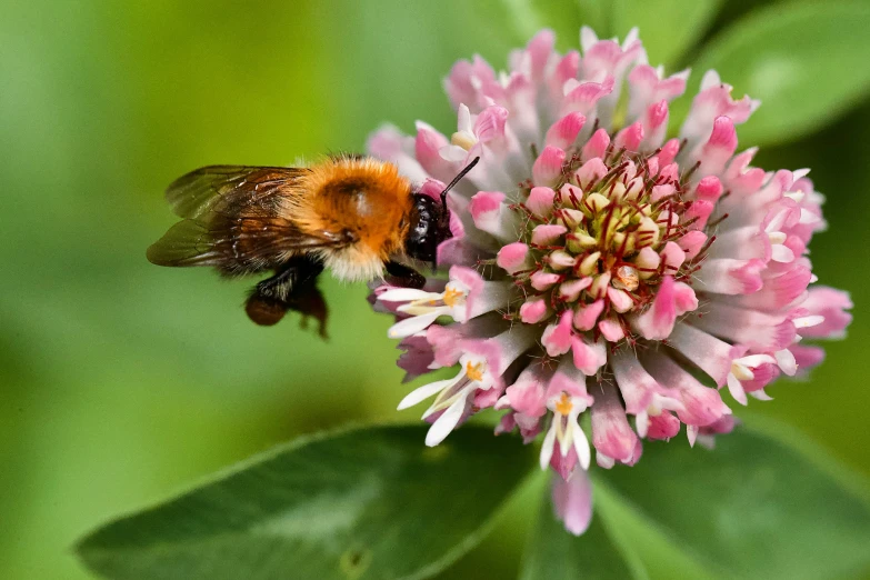 a bee collecting nectar on pink flower